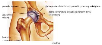 Endoprotezoplastyka stawu biodrowego i kolanowego